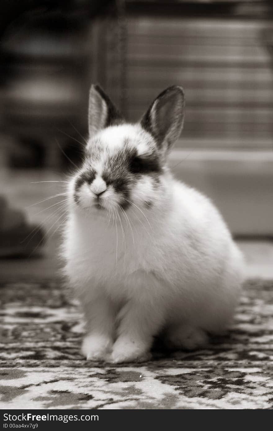 Funny rabbit, the smallest in the family. Funny rabbit, the smallest in the family...