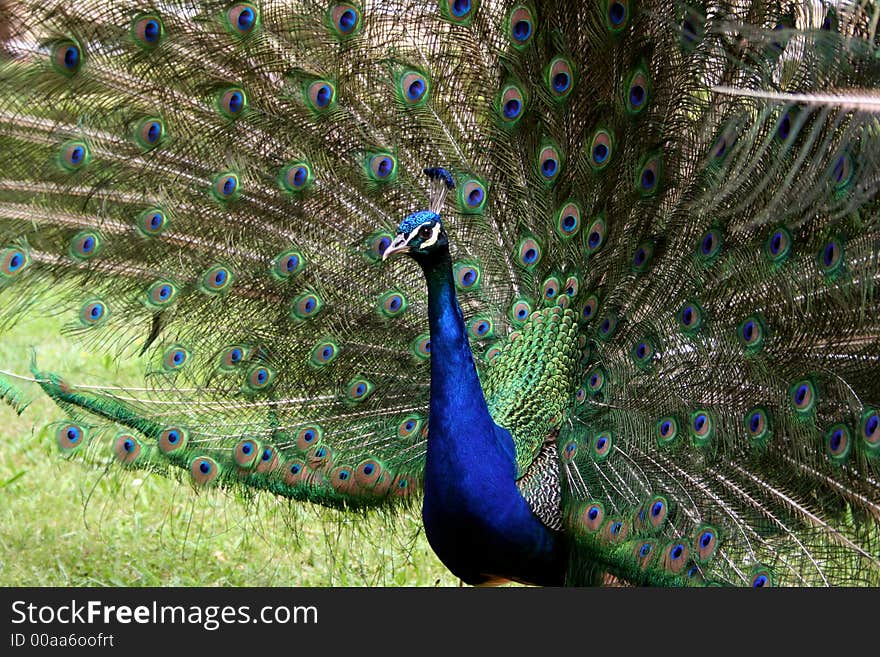 Peacock