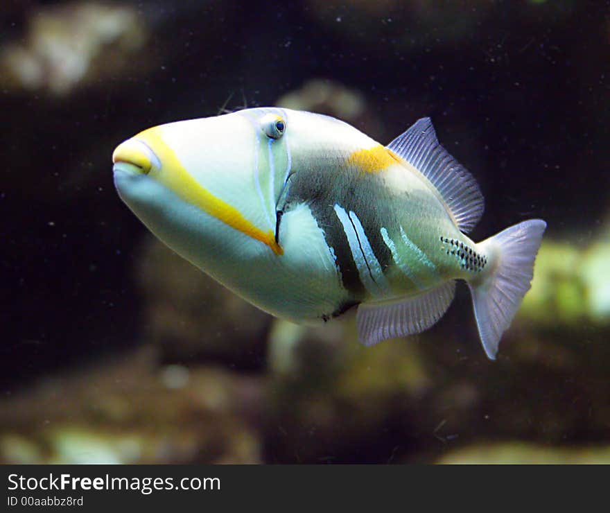 Portrait of Nice Picasso Triggerfish. Portrait of Nice Picasso Triggerfish