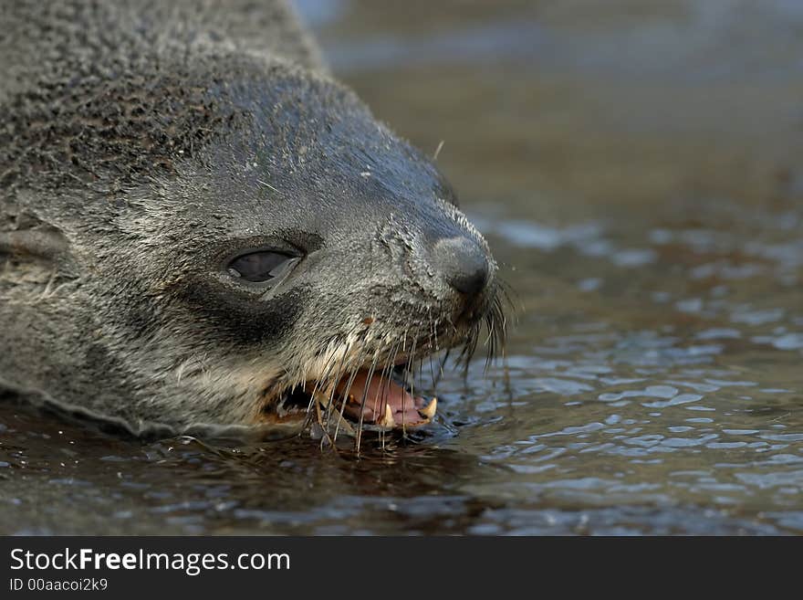 Swimmer