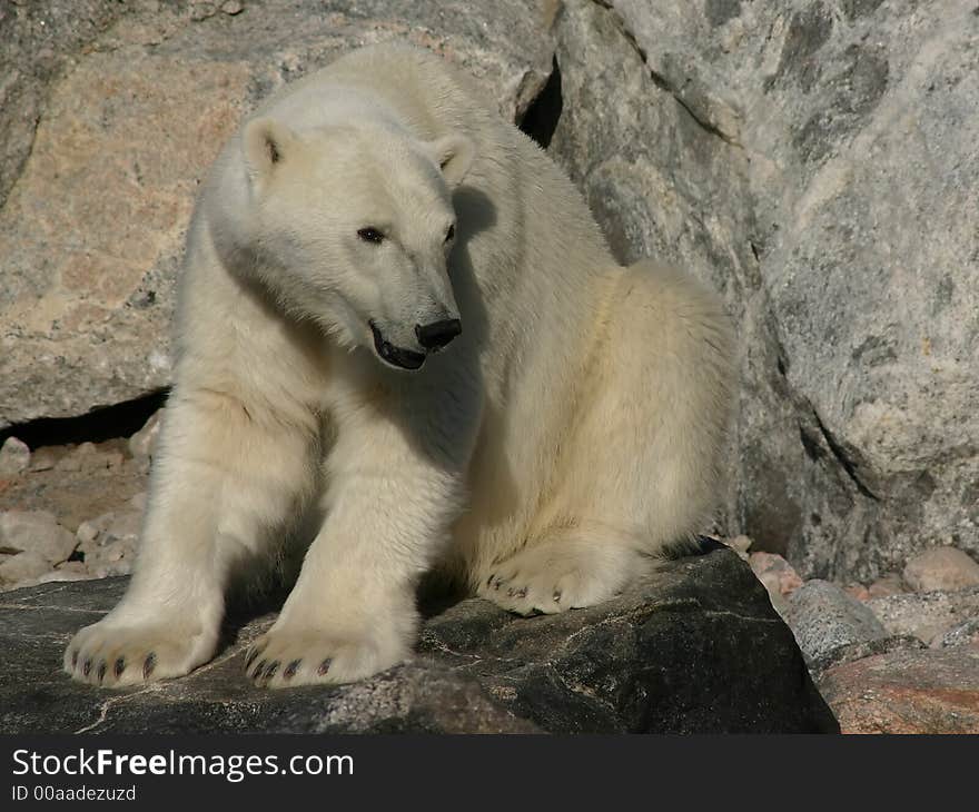 Polar bear