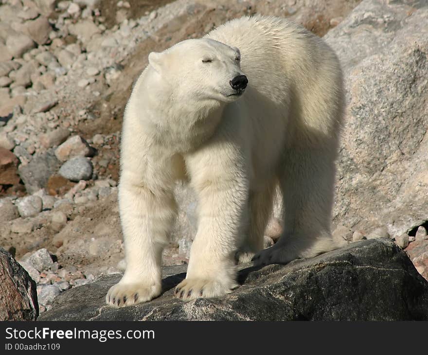 Polar bear