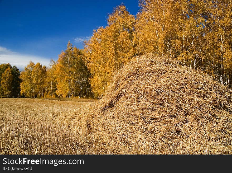 Russian october in fields and forests. Russian october in fields and forests