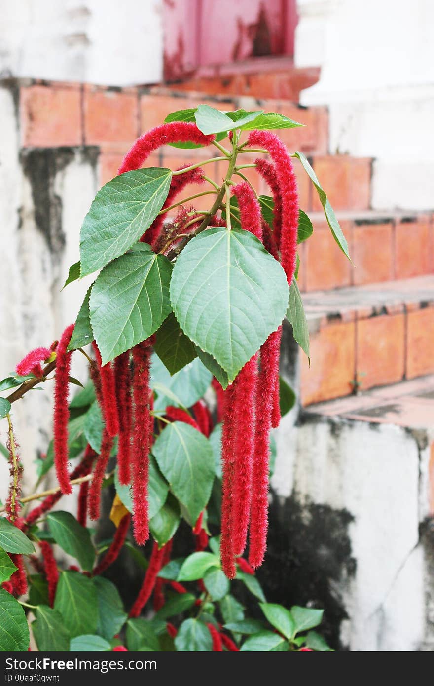 Plant native to Thailand