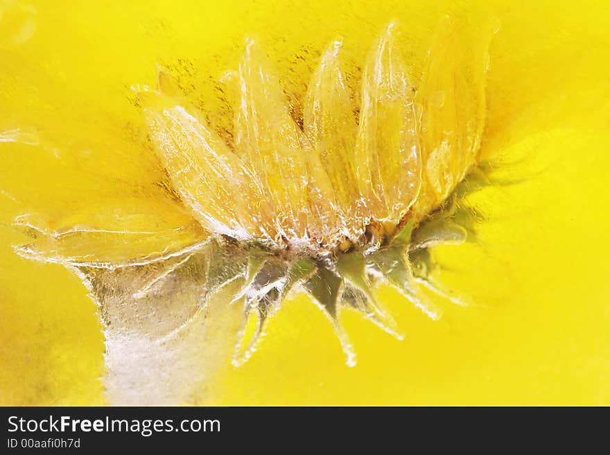 Frozen sunflower