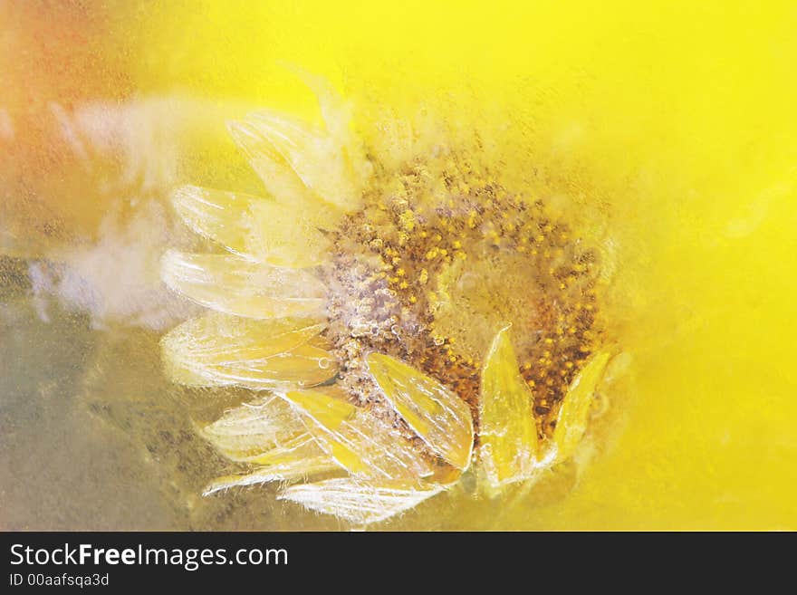 Sunflower frozen in yellow ice