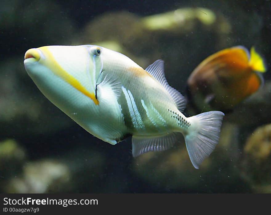 Portrait of Nice Picasso Triggerfish. Portrait of Nice Picasso Triggerfish