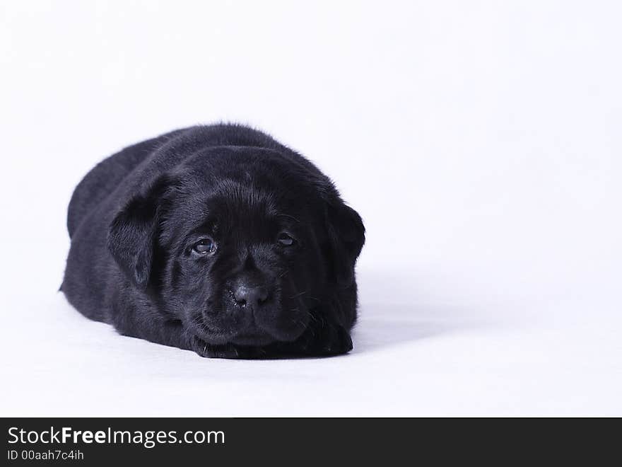 Labrador puppy