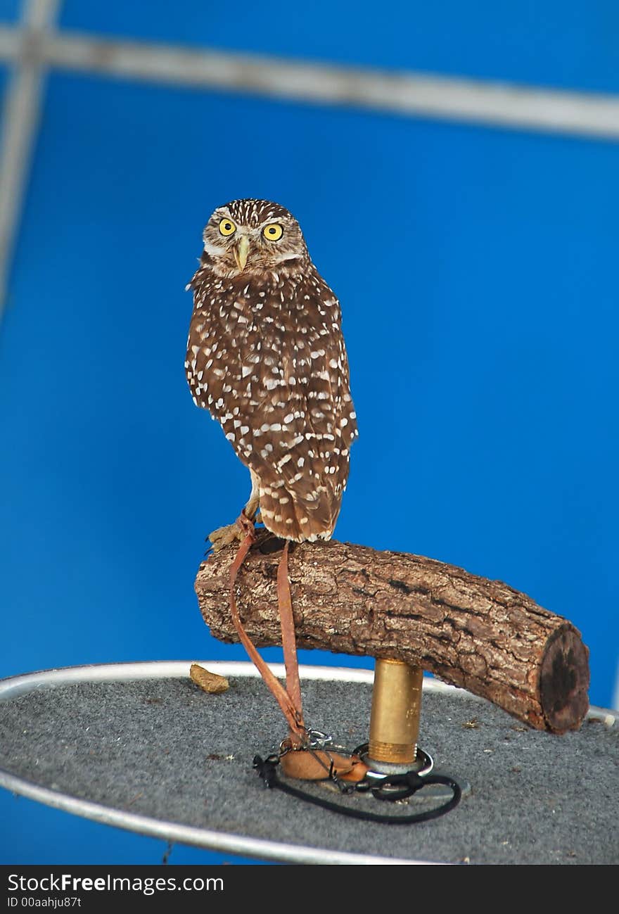 Captive owl standing for portrait