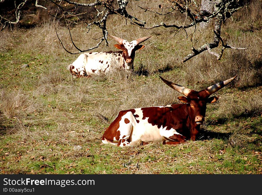 Watussi Cattle resting in the morning sunlight