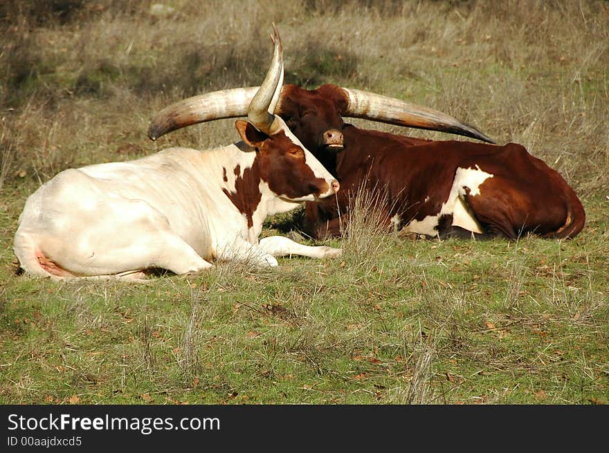 Watussi Cattle Resting