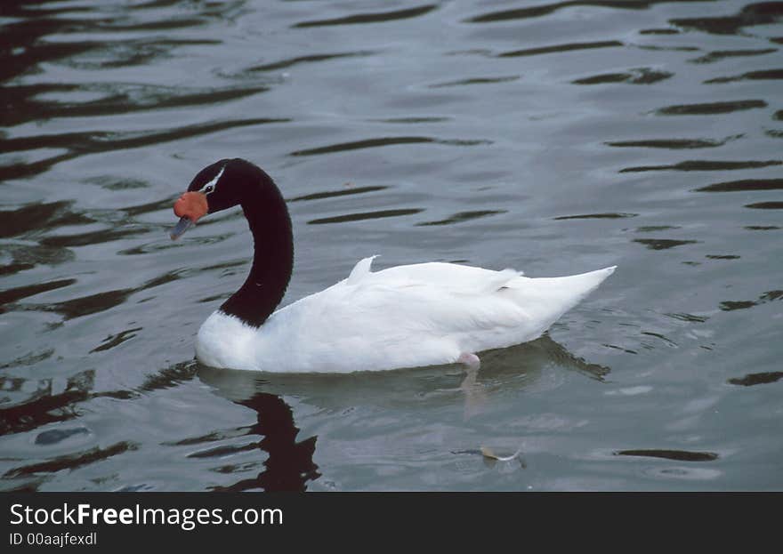 Black Necked Swan