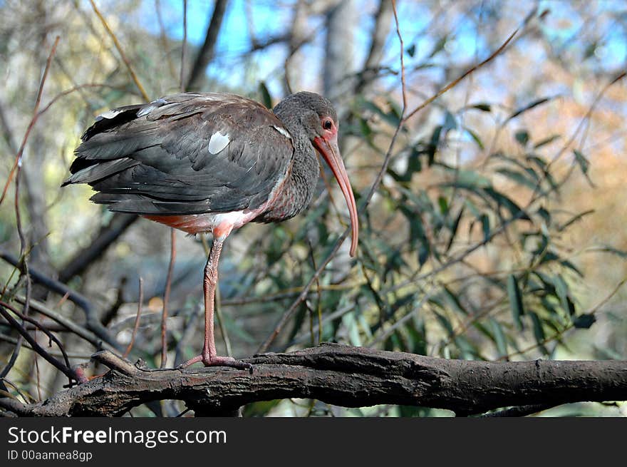 This African bird was so camouflaged I almost getting the picture, beautiful bird.