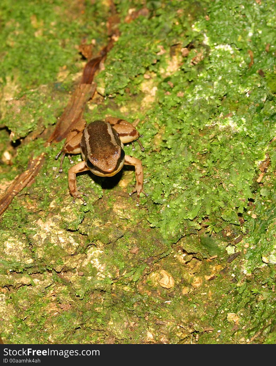 Dart Frog on Leaf in Panama, Central America