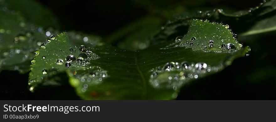 Water on leaf