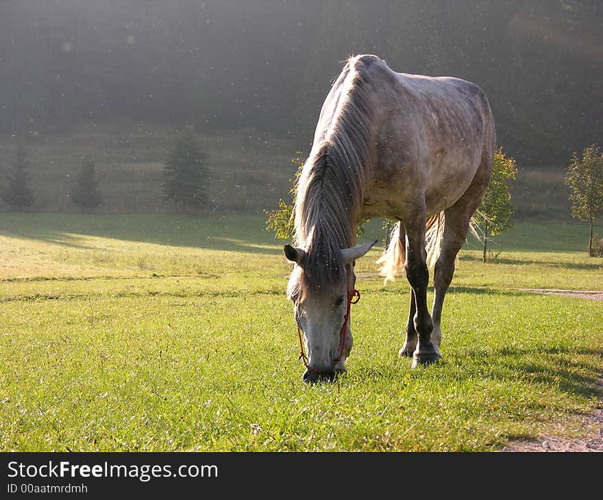 Horse eating grass on the meadow