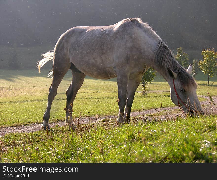 Horse eating grass on the meadow