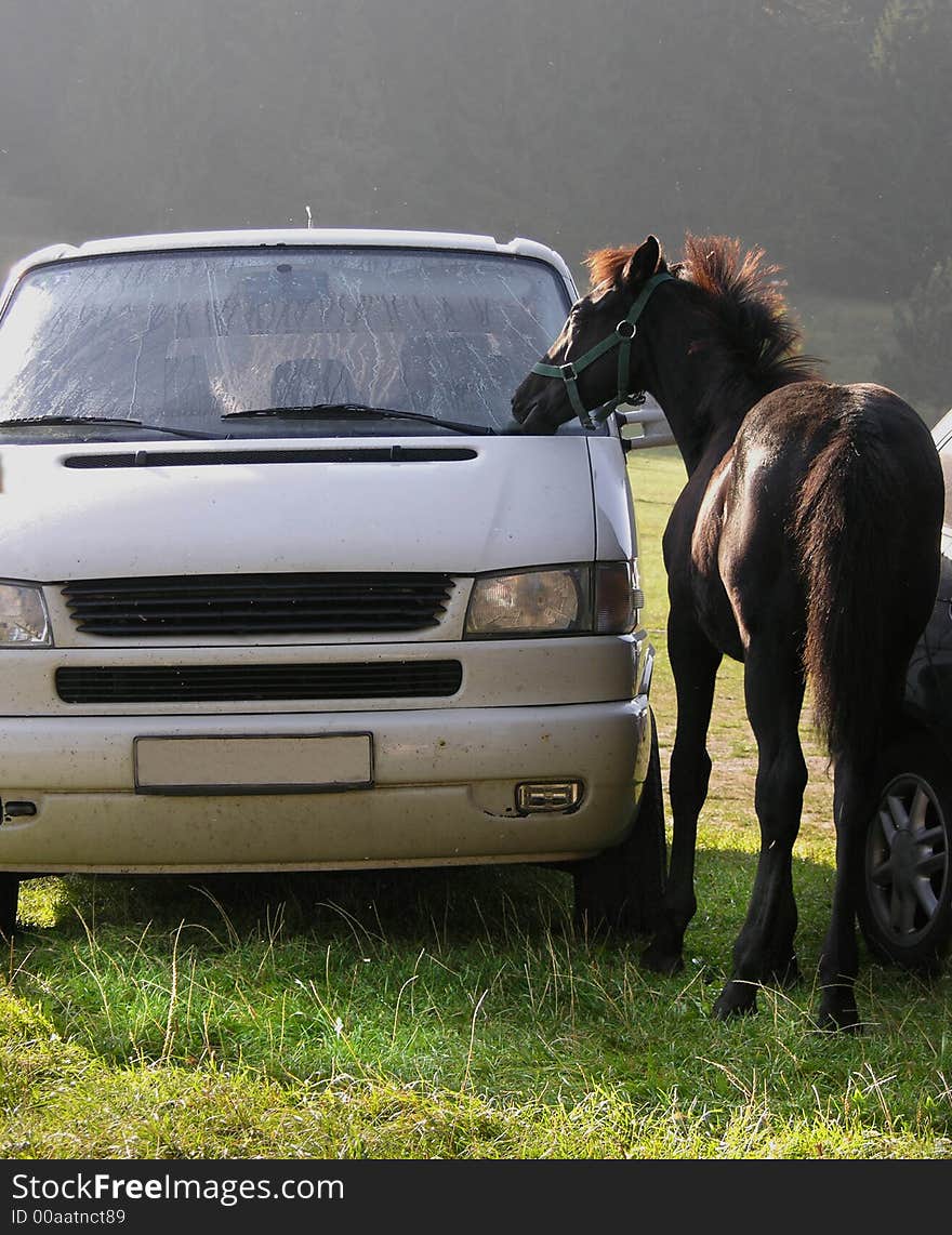 Horse is tasting a car. Horse is tasting a car