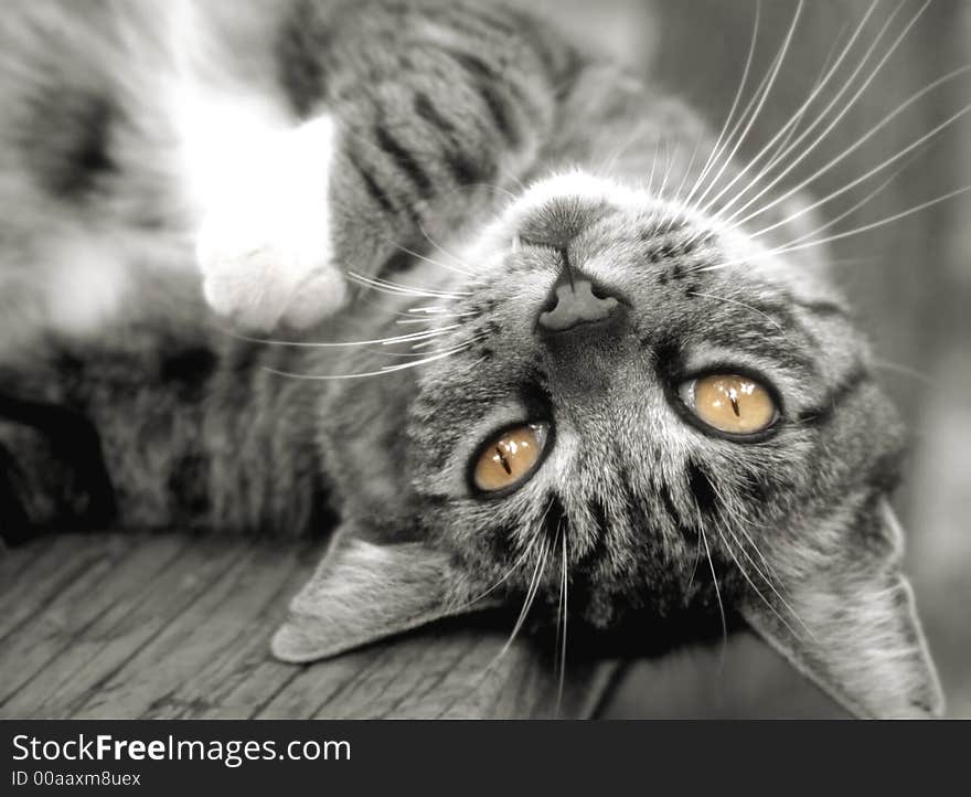 Pretty tabby cat, upside down on outside table.