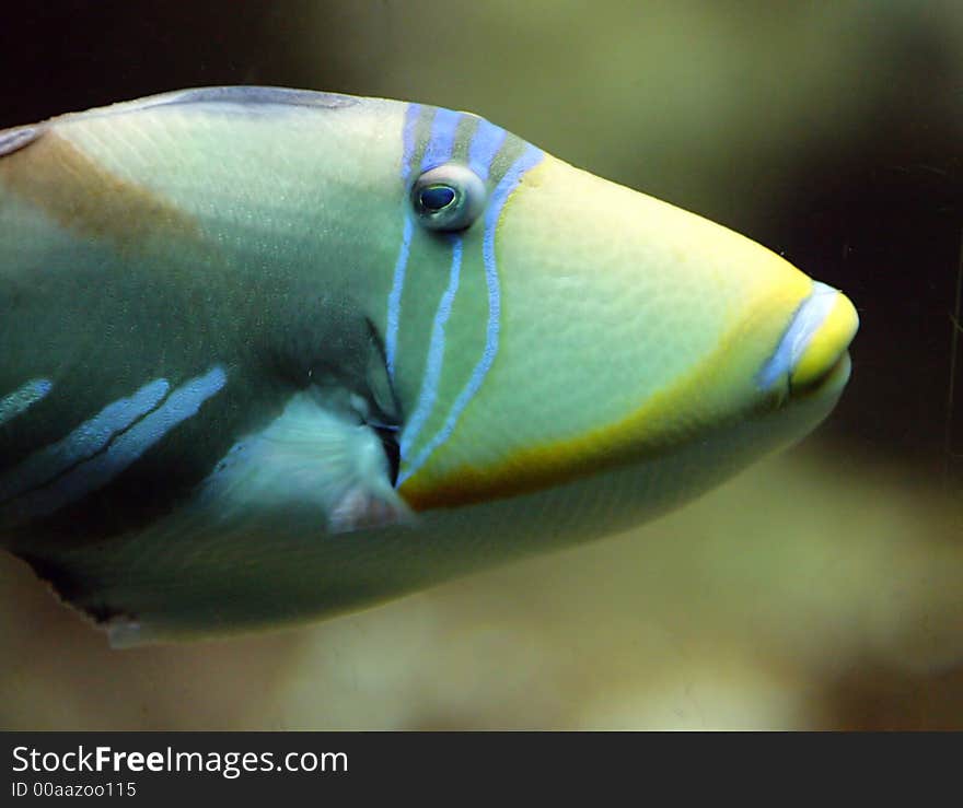 Close-up of Nice Picasso Triggerfish. Close-up of Nice Picasso Triggerfish