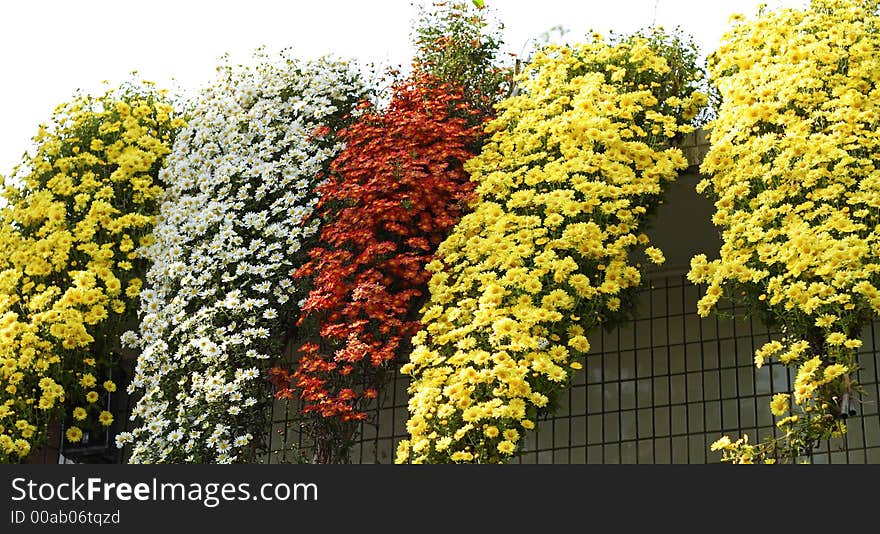 Blooming autumn chrysanthemum on roof of house. Blooming autumn chrysanthemum on roof of house