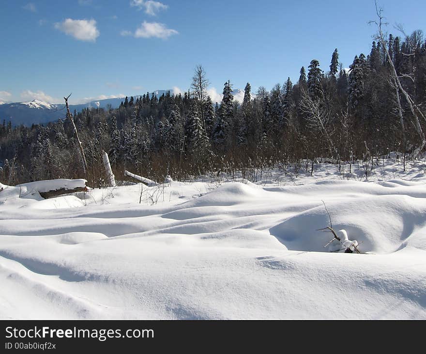 Winter picture -snowcovered grassland and forest. Winter picture -snowcovered grassland and forest