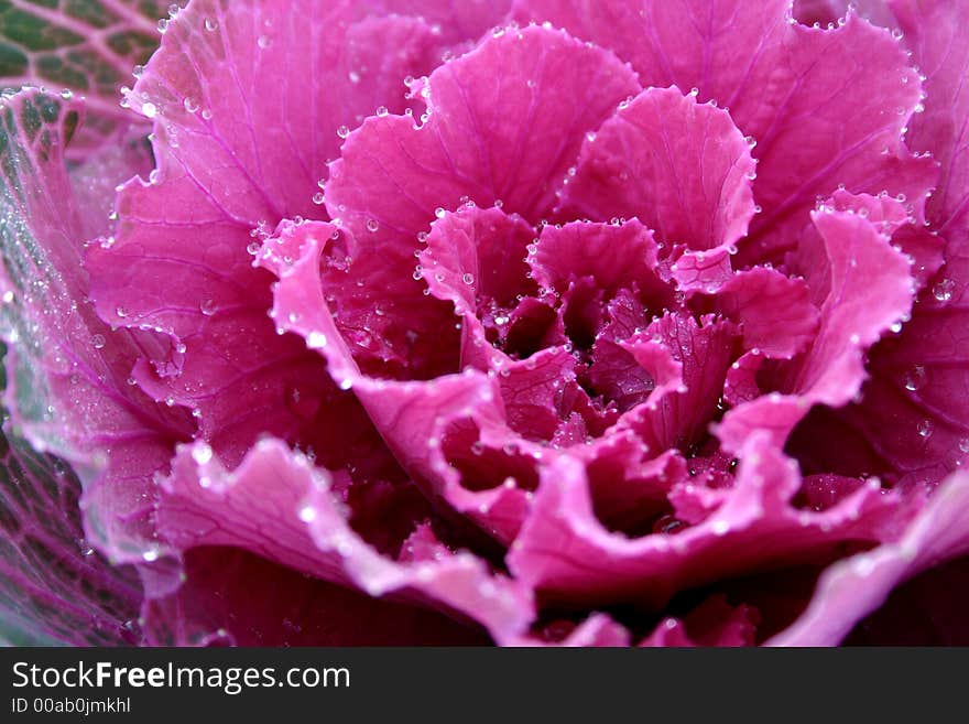 Colored kale with shimmering dewdrops. Colored kale with shimmering dewdrops