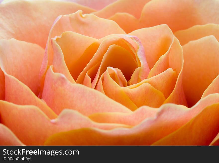 Close up of the yellow rose petails