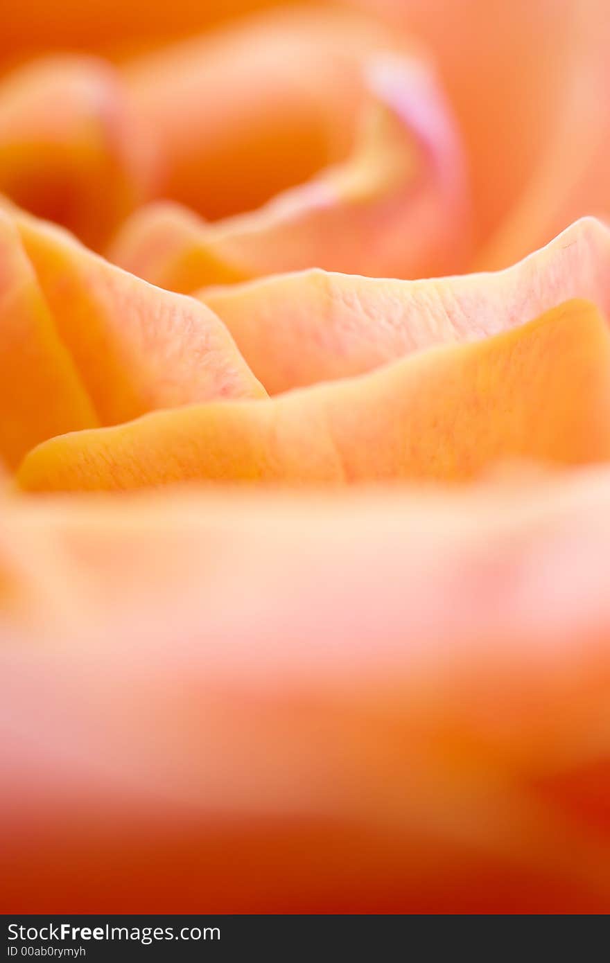 Closeup of yellow rose petails