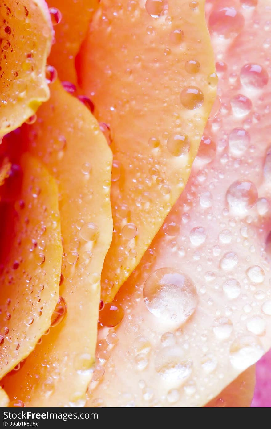 Closeup of yellow rose petails covered dew