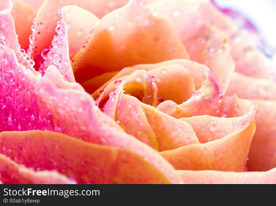 Closeup of yellow rose petails covered dew