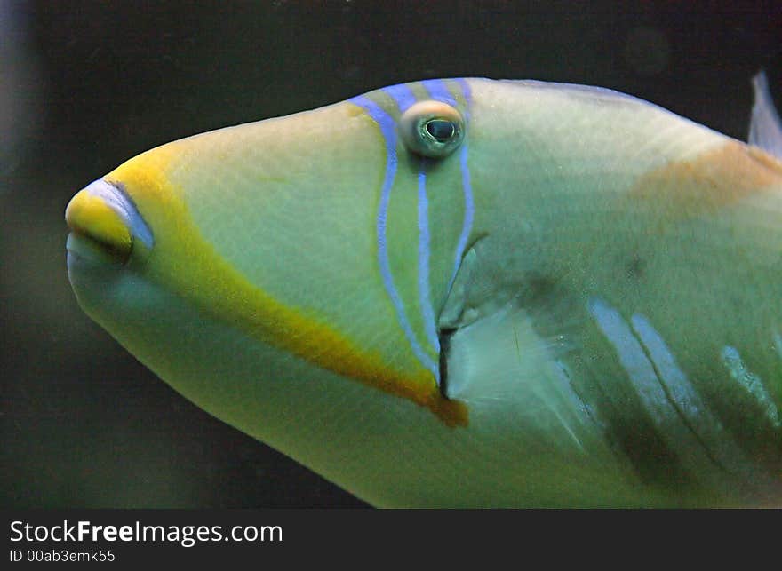 Close-up of Nice Picasso Triggerfish. Close-up of Nice Picasso Triggerfish