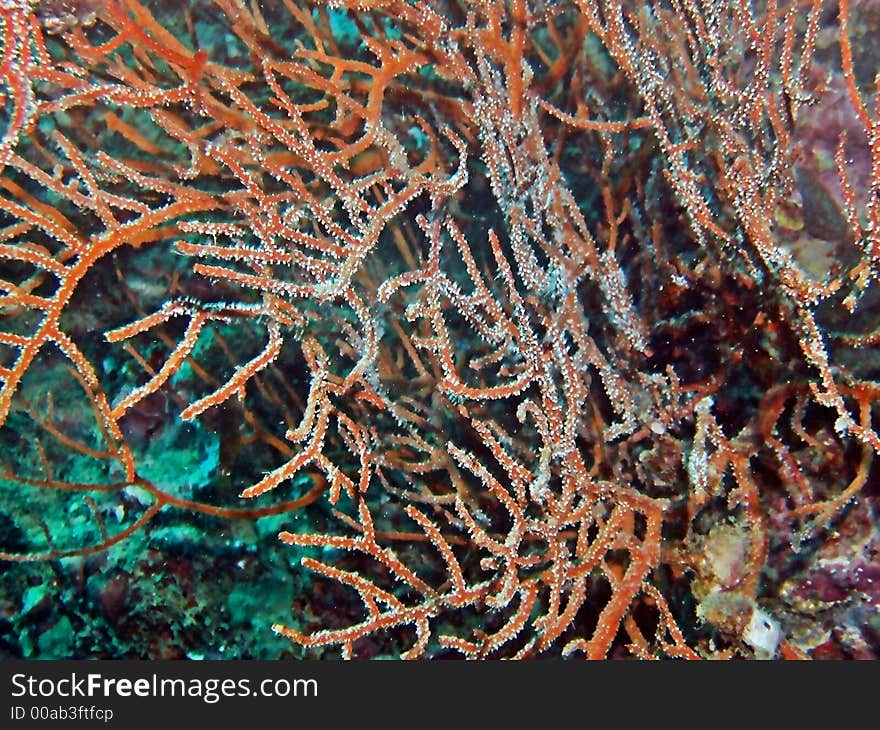 Whip Coral Species