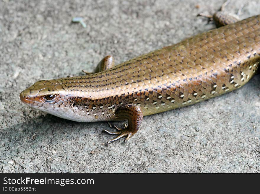 A fully grown skinks lizard.