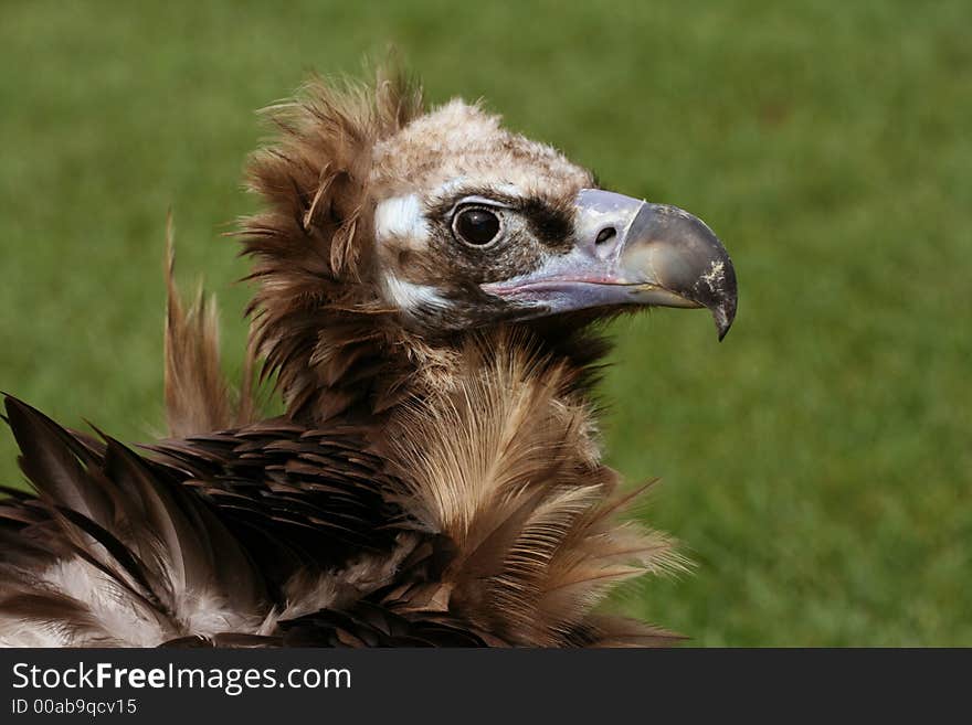 Vulture