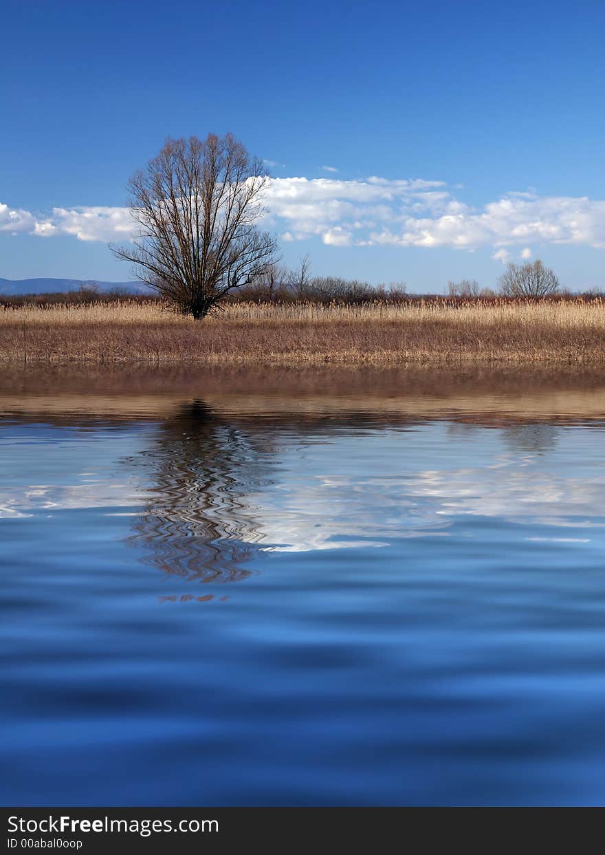 Lonely tree on meadow with reflection