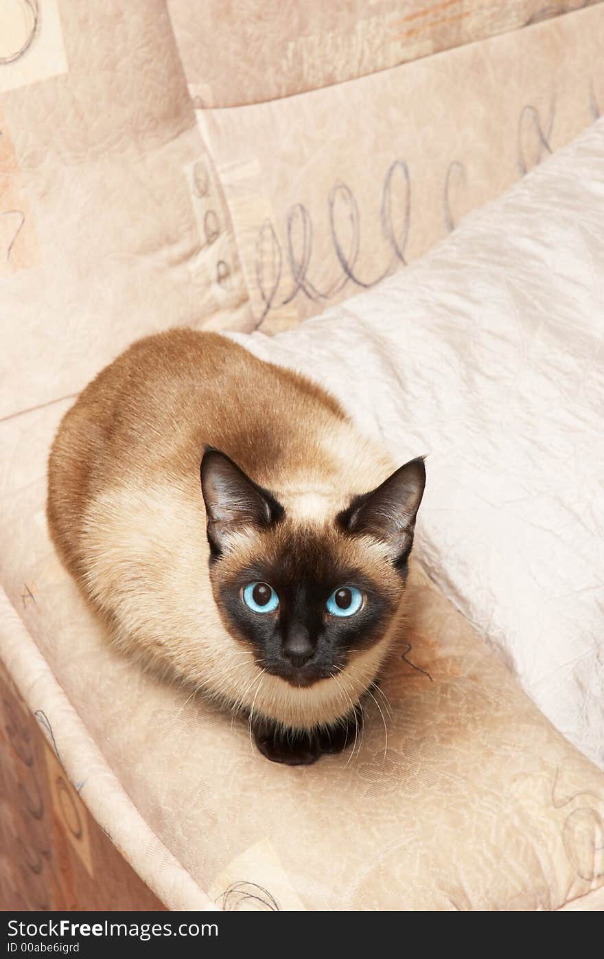 Siamese cat, analogous color of background