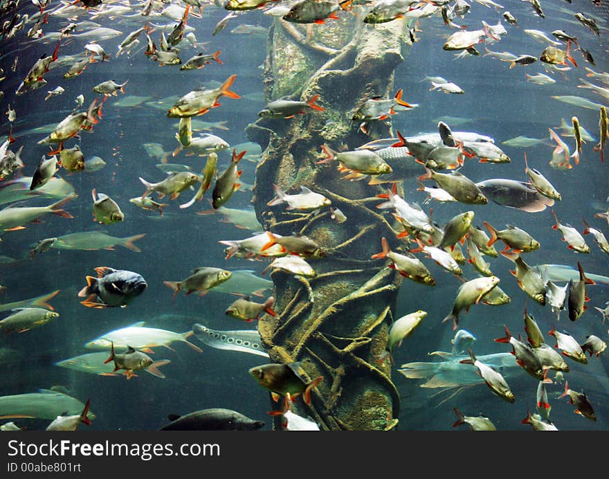 Fresh water fish in a giant aquarium.