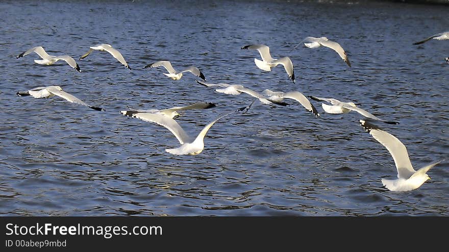 Gulls Over Water