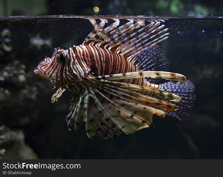 A beautiful coral fish in an aquarium.