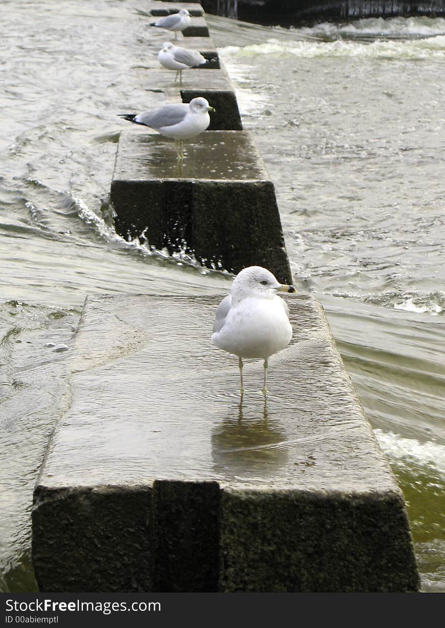 Four gulls standing on a break-water. Four gulls standing on a break-water.