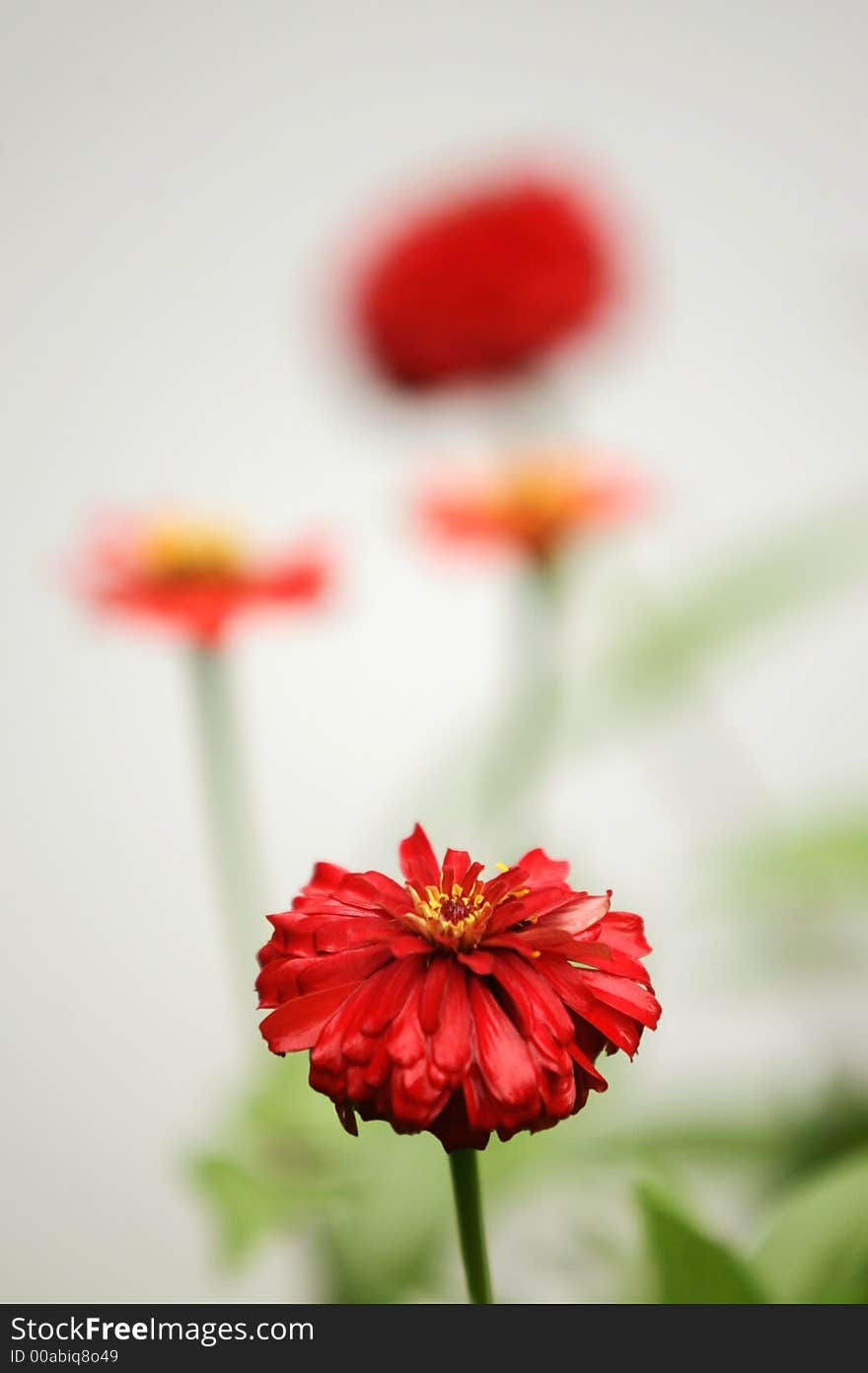 A tropical flower against other flowers in soft focus.