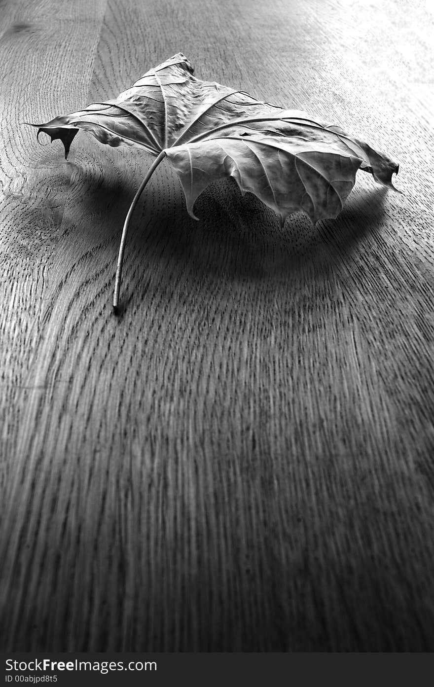 Dry Leaf on a table With well defined textures and grain rear natural light. Dry Leaf on a table With well defined textures and grain rear natural light