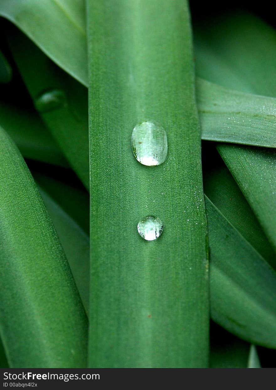 A close up of a dew drop on a blade of grass. A close up of a dew drop on a blade of grass