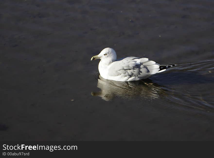 Floating sea gull