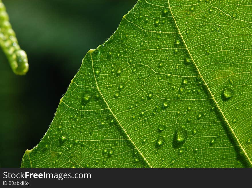 a green leaf and water droplets. a green leaf and water droplets