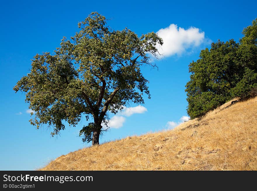 Tree Silhouette