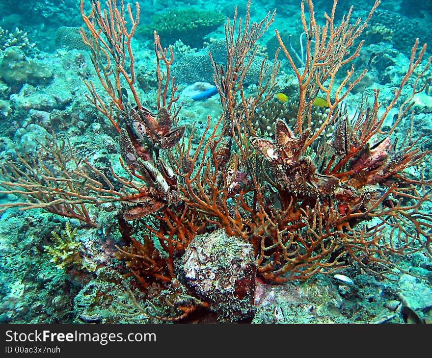 Whip Coral Colony