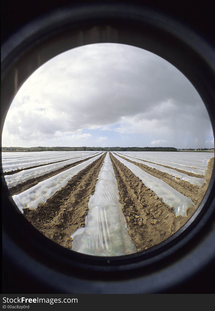 Plastic micro greenhouses to help plants growing faster