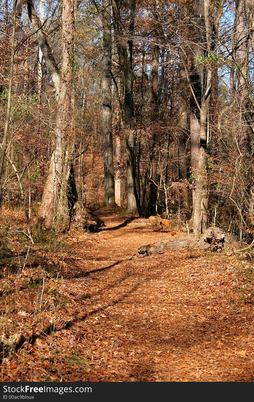 A wooded trail through a winter forest. A wooded trail through a winter forest